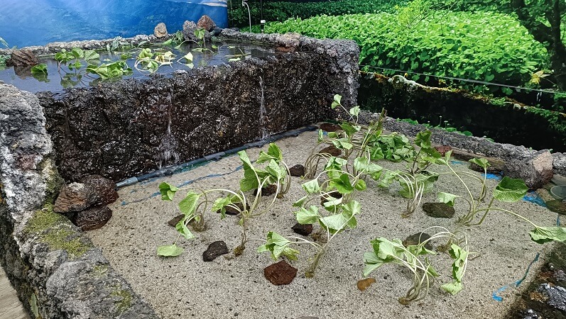 植えられているわさび